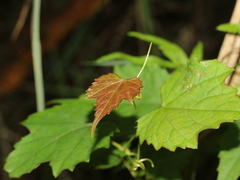 Ampelopsis glandulosa hancei