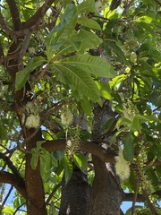 Barringtonia calyptrata