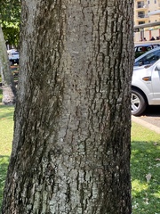 Barringtonia calyptrata