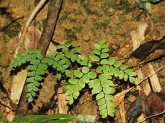 Adiantum flabellulatum