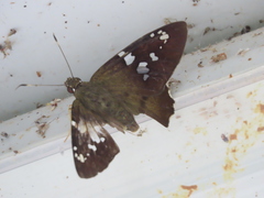 Nascus phocus