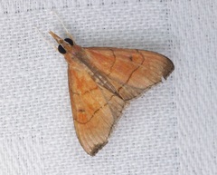 Hemiscopis sanguinea