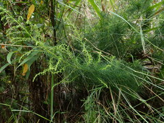 Artemisia capillaris