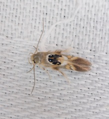Hieromantis arcuata