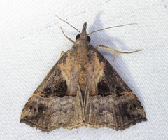 Hypena indicatalis