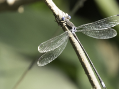 Archilestes