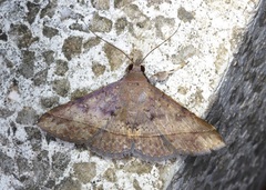 Hypospila bolinoides