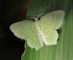 Idiochlora minuscula