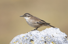 Cinclodes albiventris