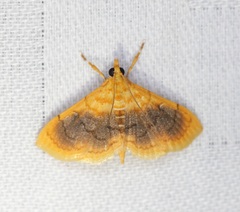 Mabra eryxalis