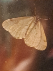 Operophtera bruceata