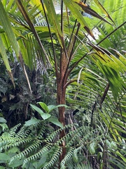 Cyatheaceae