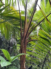 Cyatheaceae