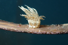 Bunodeopsis