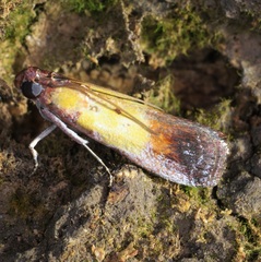Piesmopoda semilutea