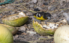 Pheucticus aureoventris