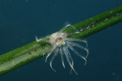 Bunodeopsis