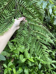 Cyatheaceae