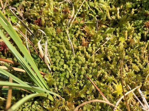 Paludella squarrosa (Paludella squarrosa)