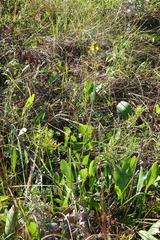 Rudbeckia texana