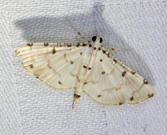 Pycnarmon cribrata