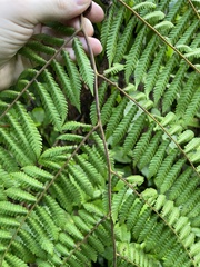 Cyatheaceae