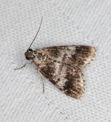 Salma ridiculalis