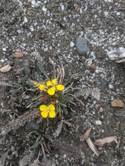 Camissoniopsis
