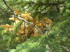 Chrysomyxa arctostaphyli