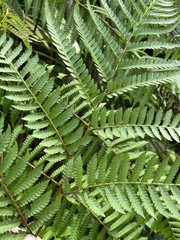 Cyatheaceae