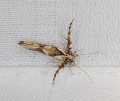Stathmopoda stimulata