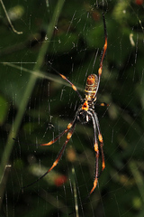 Trichonephila plumipes