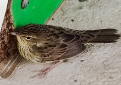 Locustella lanceolata