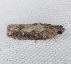 Strepsicrates semicanella