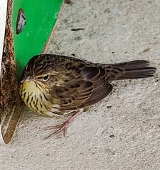 Locustella lanceolata