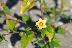 Sida rhombifolia