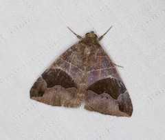 Bastilla joviana