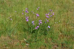 Swainsona procumbens
