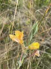 Oenothera mollissima