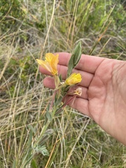 Oenothera mollissima
