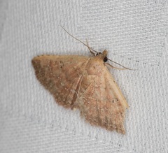 Cerynea punctilinealis