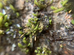 Orthotrichum columbicum