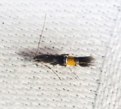 Cosmopterix