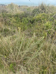 Oenothera mollissima