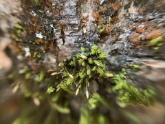 Orthotrichum columbicum