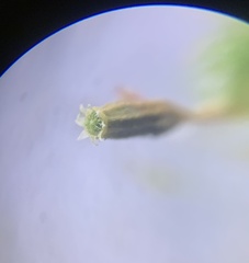 Orthotrichum columbicum