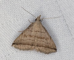 Lysimelia neleusalis