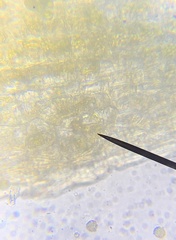 Orthotrichum columbicum
