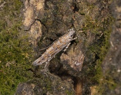 Metharmostis multilineata