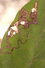 Stigmella rhamnicola